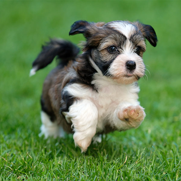 Uptown Puppies Havanese Breeder