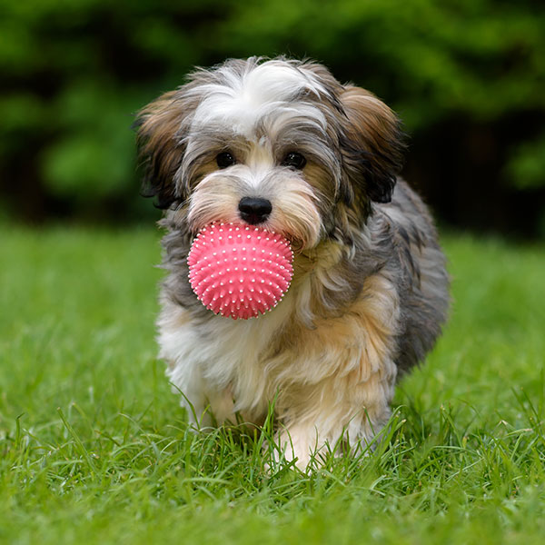 Havanese puppies for sale