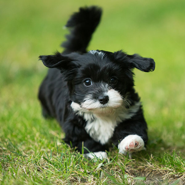 Havanese puppies for sale