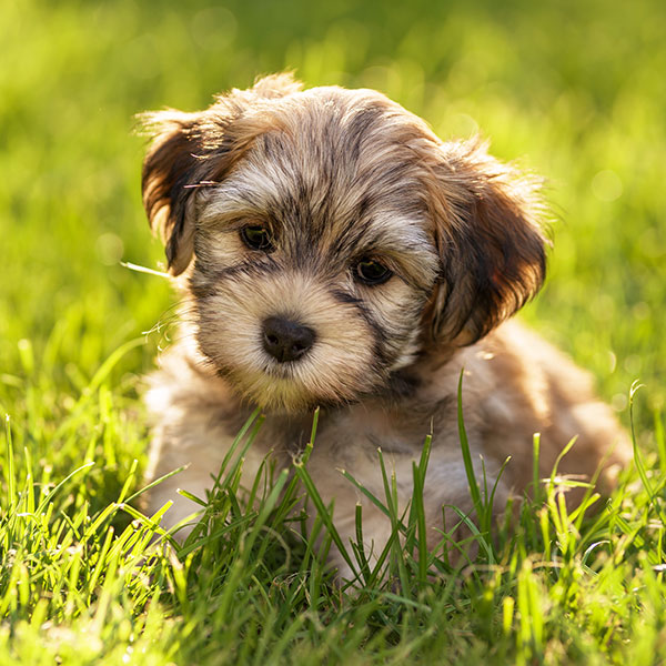 Havanese puppies for sale