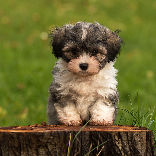 Havanese puppies for sale