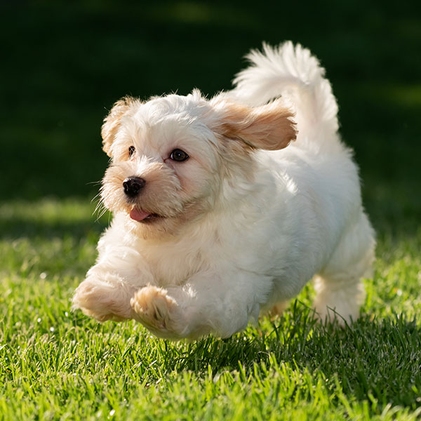 Havanese puppies for sale