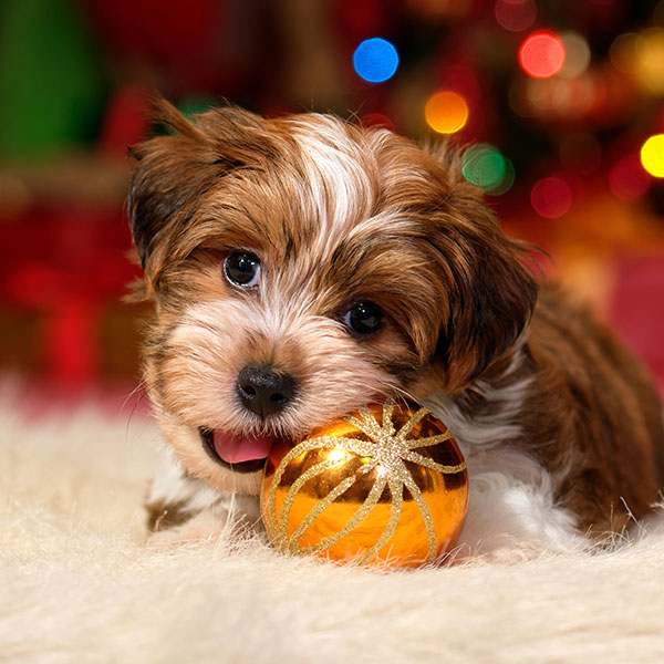 Havanese puppies for sale