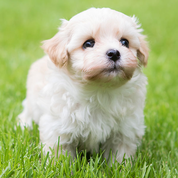 Havanese puppies for sale