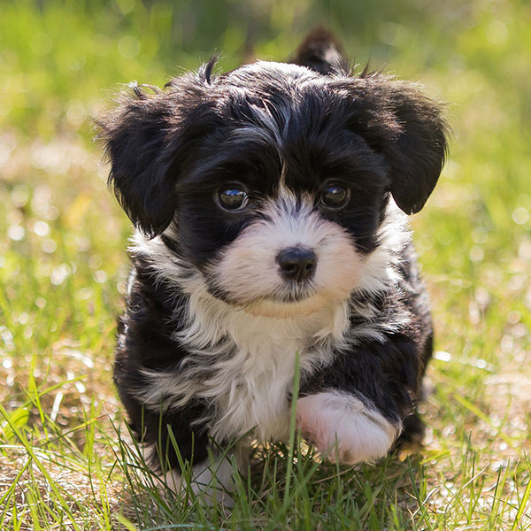 Havanese puppies for sale