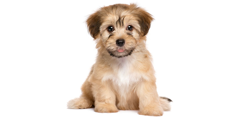 Havanese puppies for sale