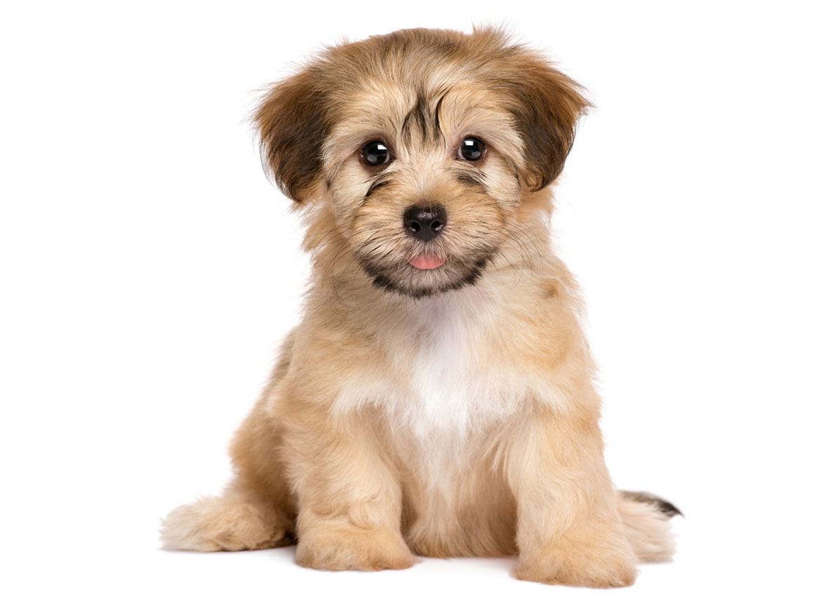 Havanese Puppies for Sale by Uptown Puppies