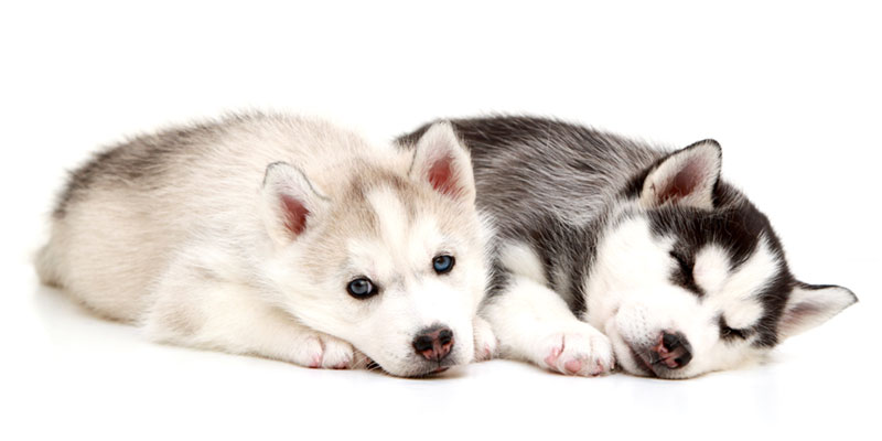 Siberian Husky puppies for sale