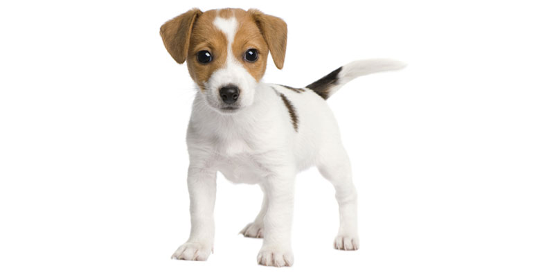 Jack Russell Terrier puppies for sale