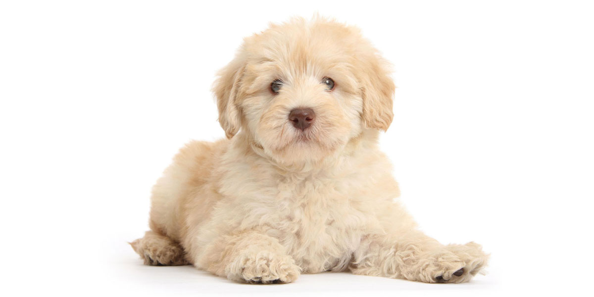 Goldendoodle puppies for sale