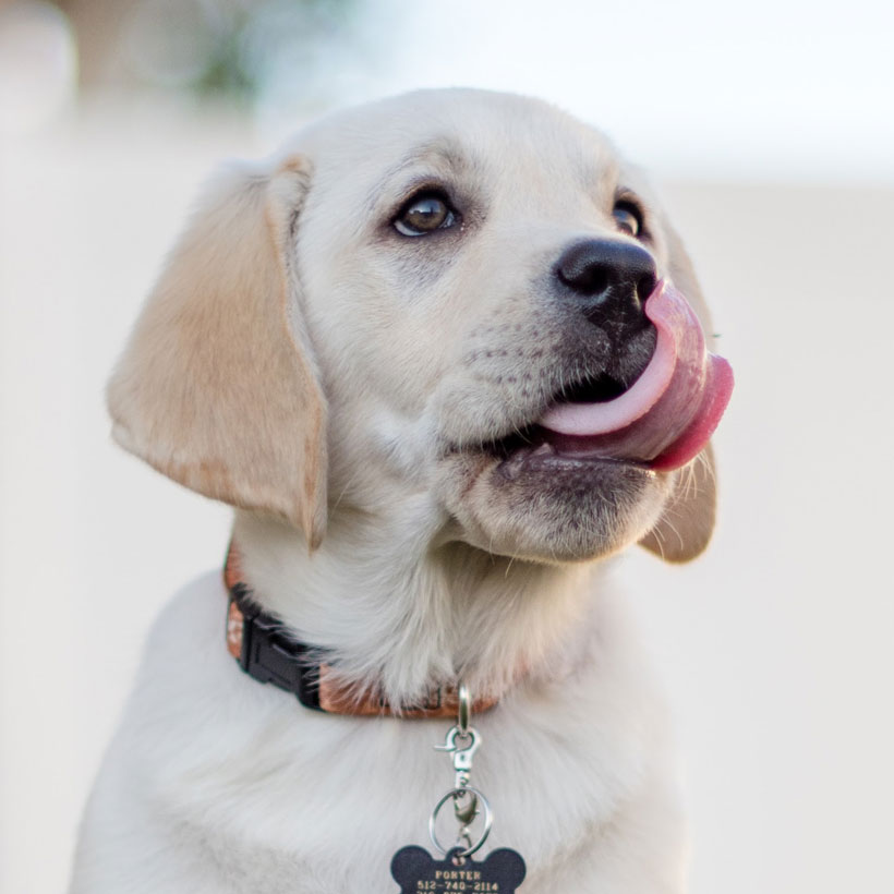 Uptown Puppies Breeder