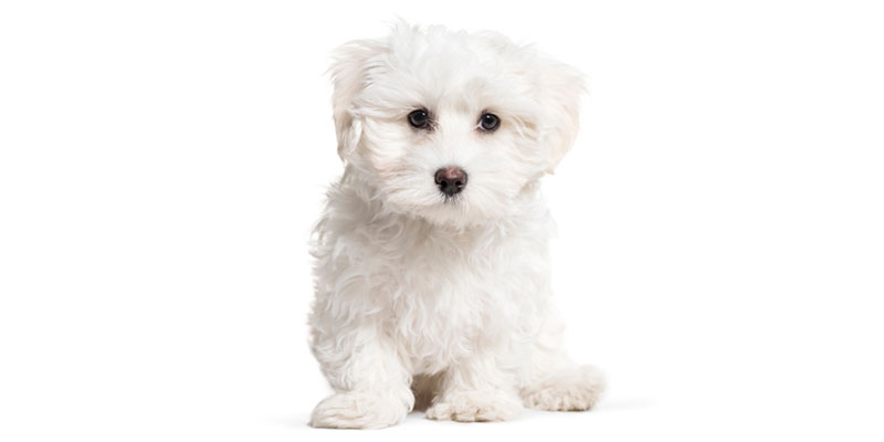 Maltese puppies for sale