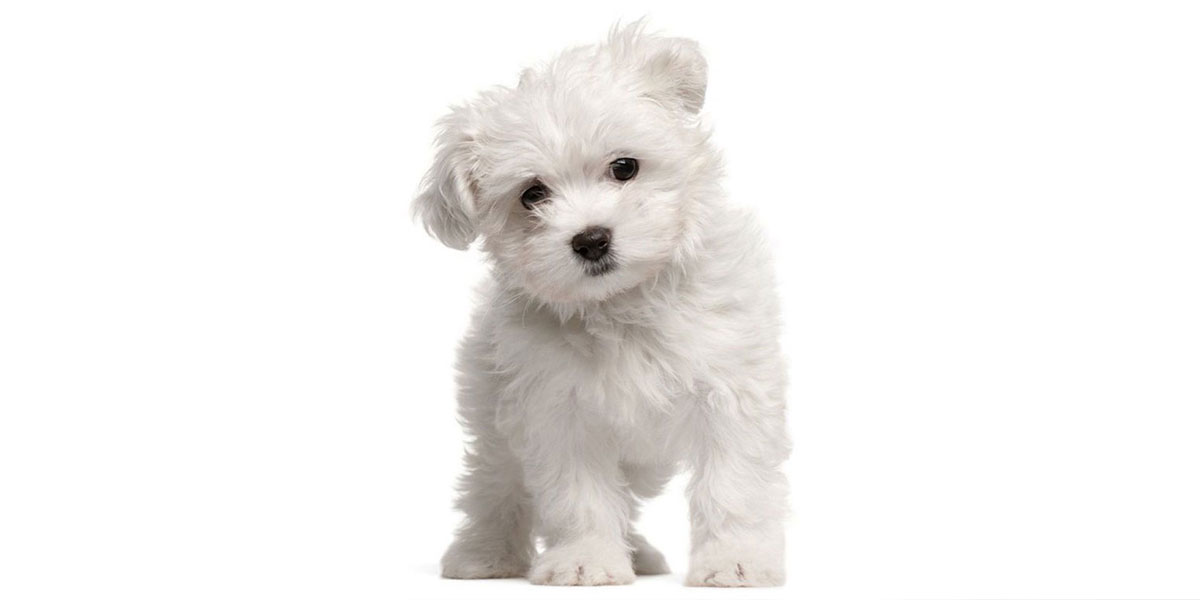 Maltipoo puppies for sale