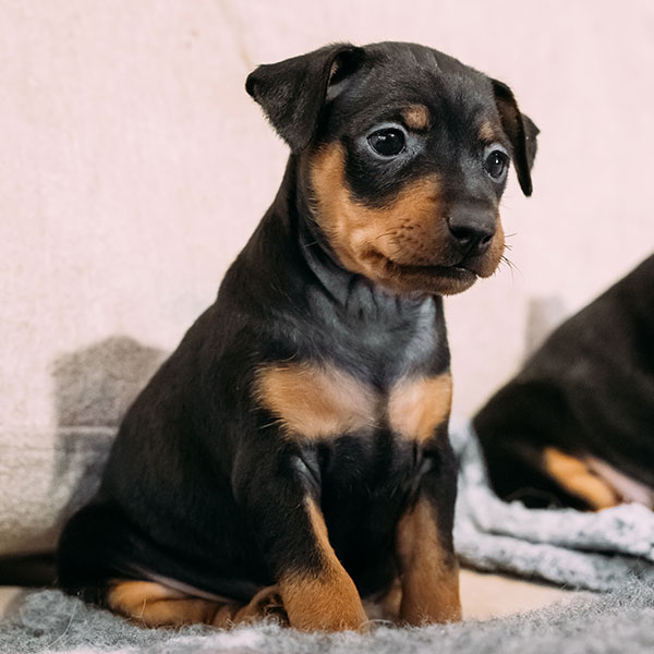 Uptown Puppies Miniature Pinscher Breeder