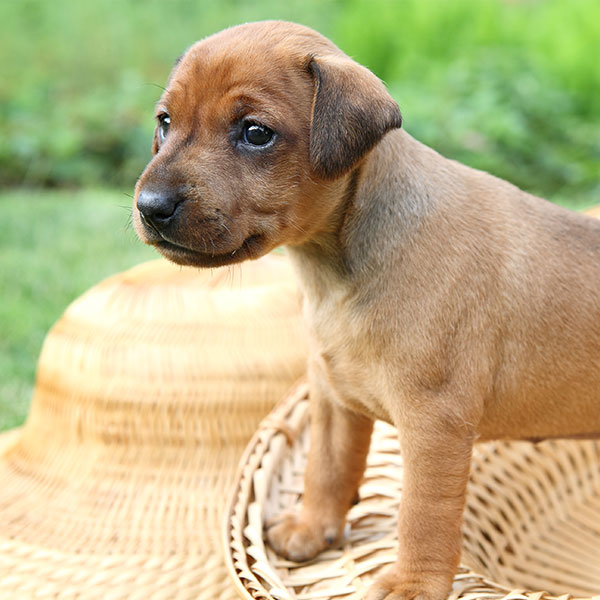 Miniature Pinscher puppies for sale