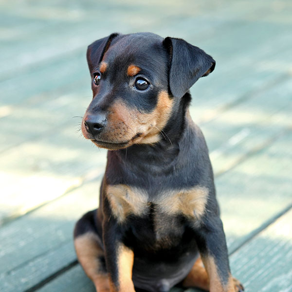 Miniature Pinscher puppies for sale