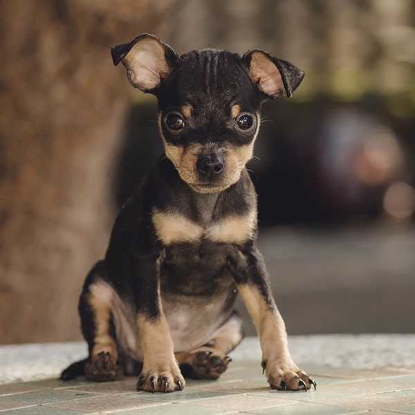 Miniature Pinscher puppies for sale