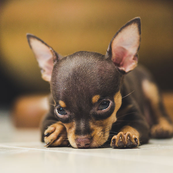 Miniature Pinscher puppies for sale