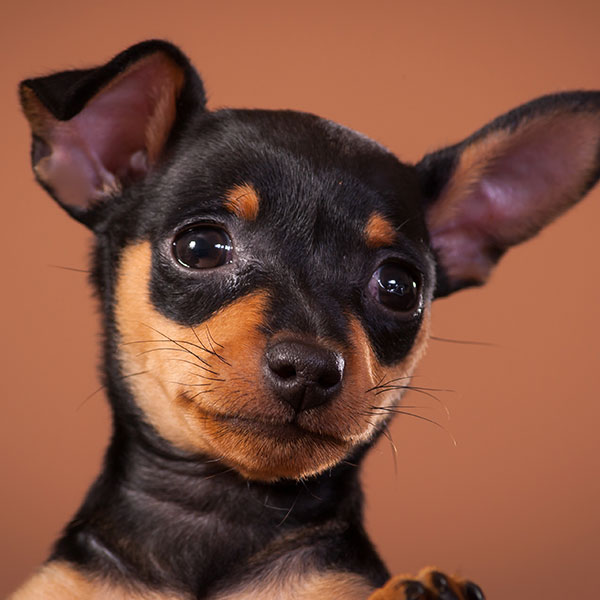 Miniature Pinscher puppies for sale