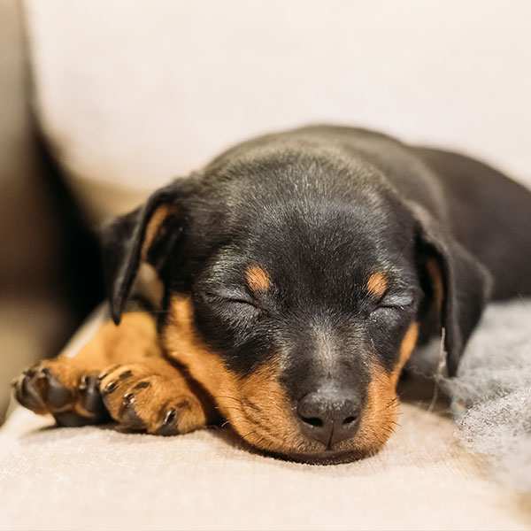 Miniature Pinscher puppies for sale