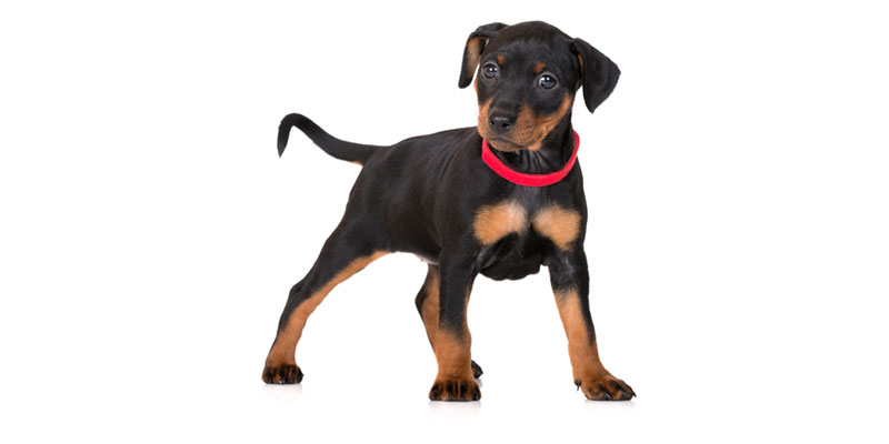 Miniature Pinscher puppies for sale