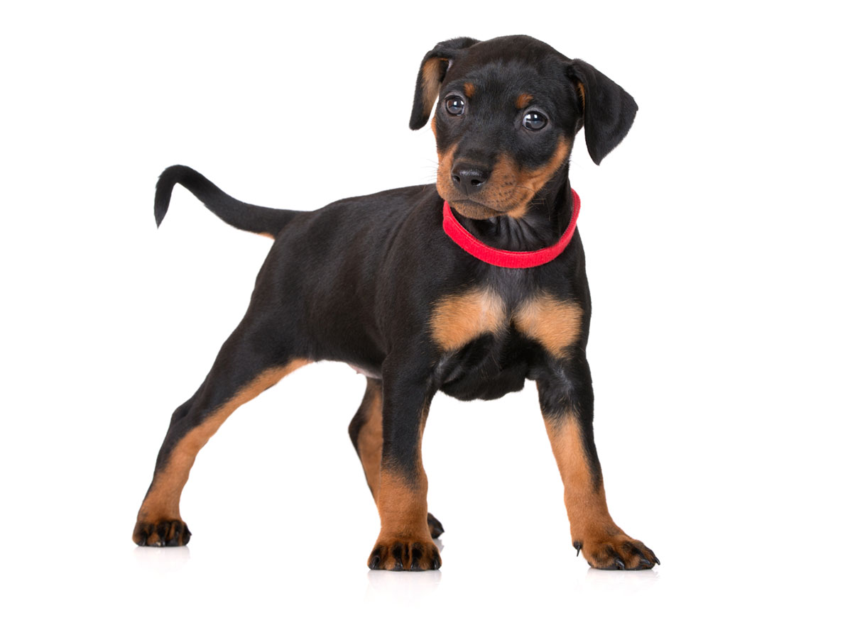 Miniature Pinscher Puppies for Sale by Uptown Puppies