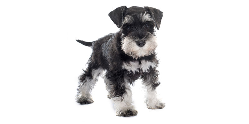 Miniature Schnauzer puppies for sale