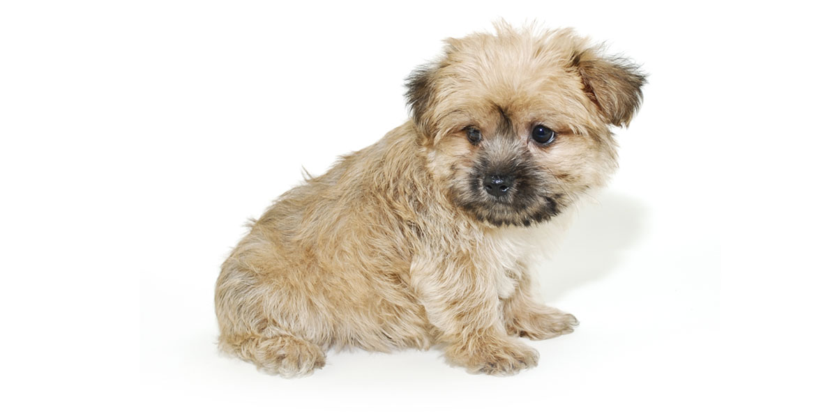 Morkie puppies for sale