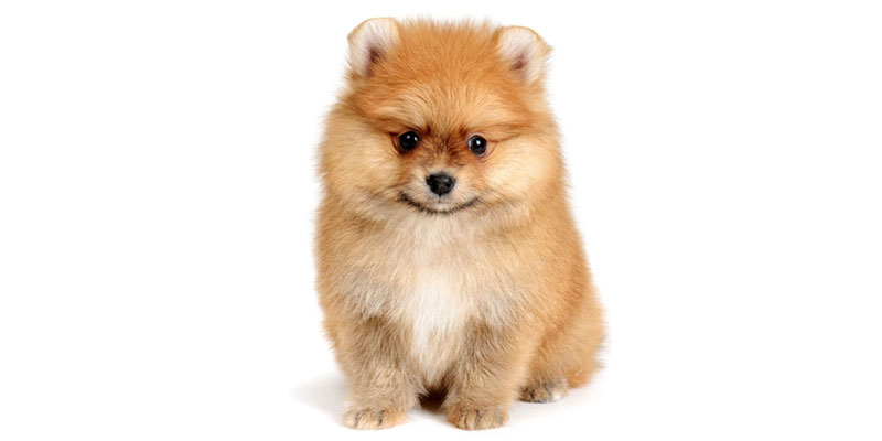 pomeranian puppies for sale