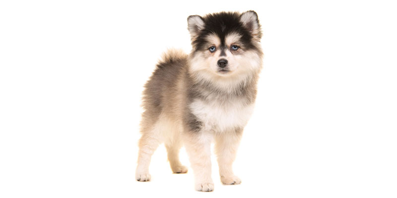 pomsky puppies for sale