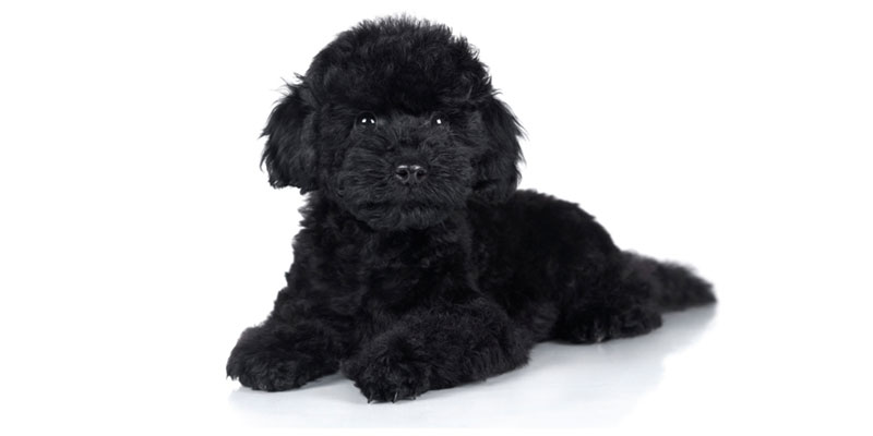 Poodle puppies for sale