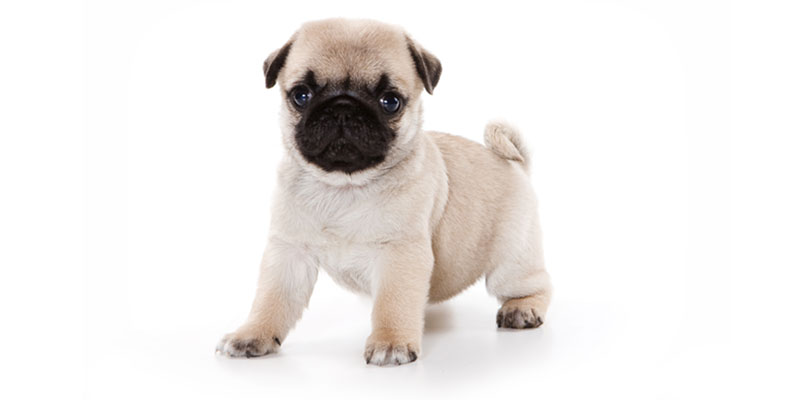 Pug puppies for sale