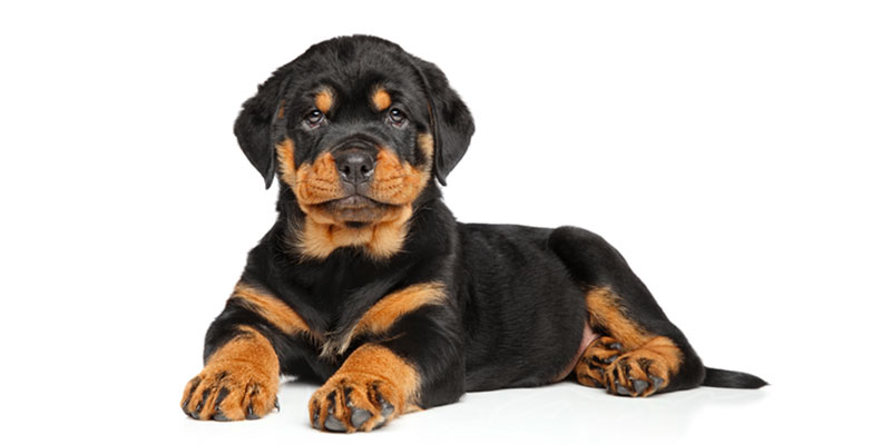 Rottweiler puppies for sale