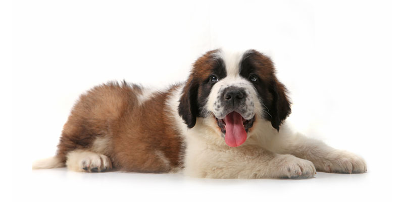 Saint Bernard puppies for sale