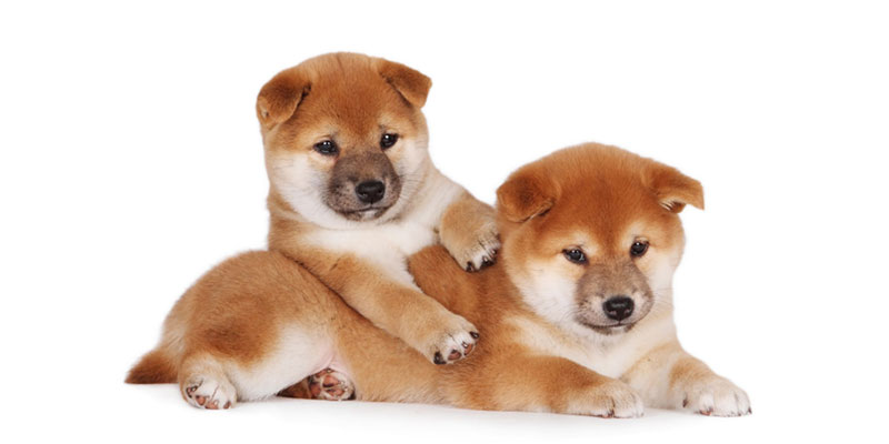 Shiba Inu puppies for sale