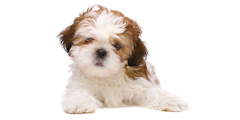 Shih Tzu puppies for sale