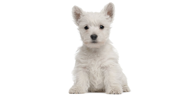 West Highland White Terrier puppies for sale