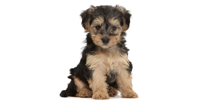 Yorkipoo puppies for sale