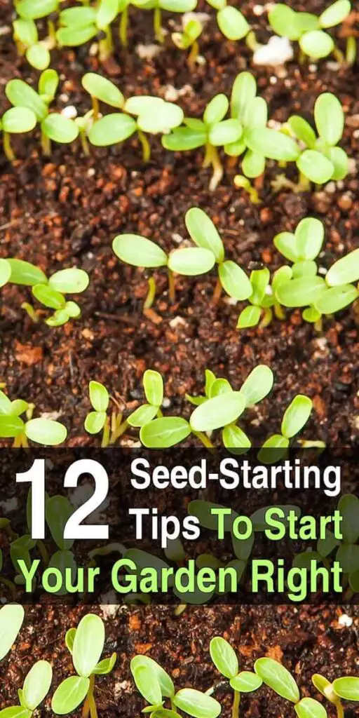 12 Seed Starting Tips to Start Your Garden Right | Urban Survival Site