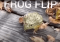 slowed frog laugh