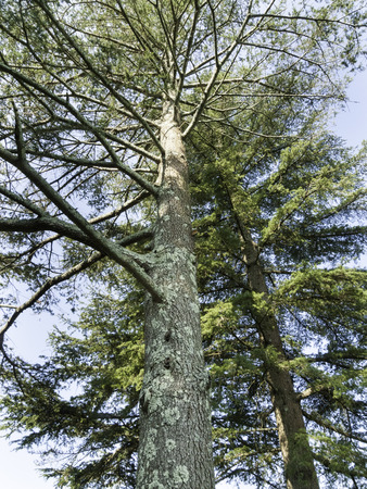 Dos árboles De Cedro De Líbano En Haskell Gardens En New Bedford,  Massachusetts Fotos, Retratos, Imágenes Y Fotografía De Archivo Libres De  Derecho. Image 69959423.