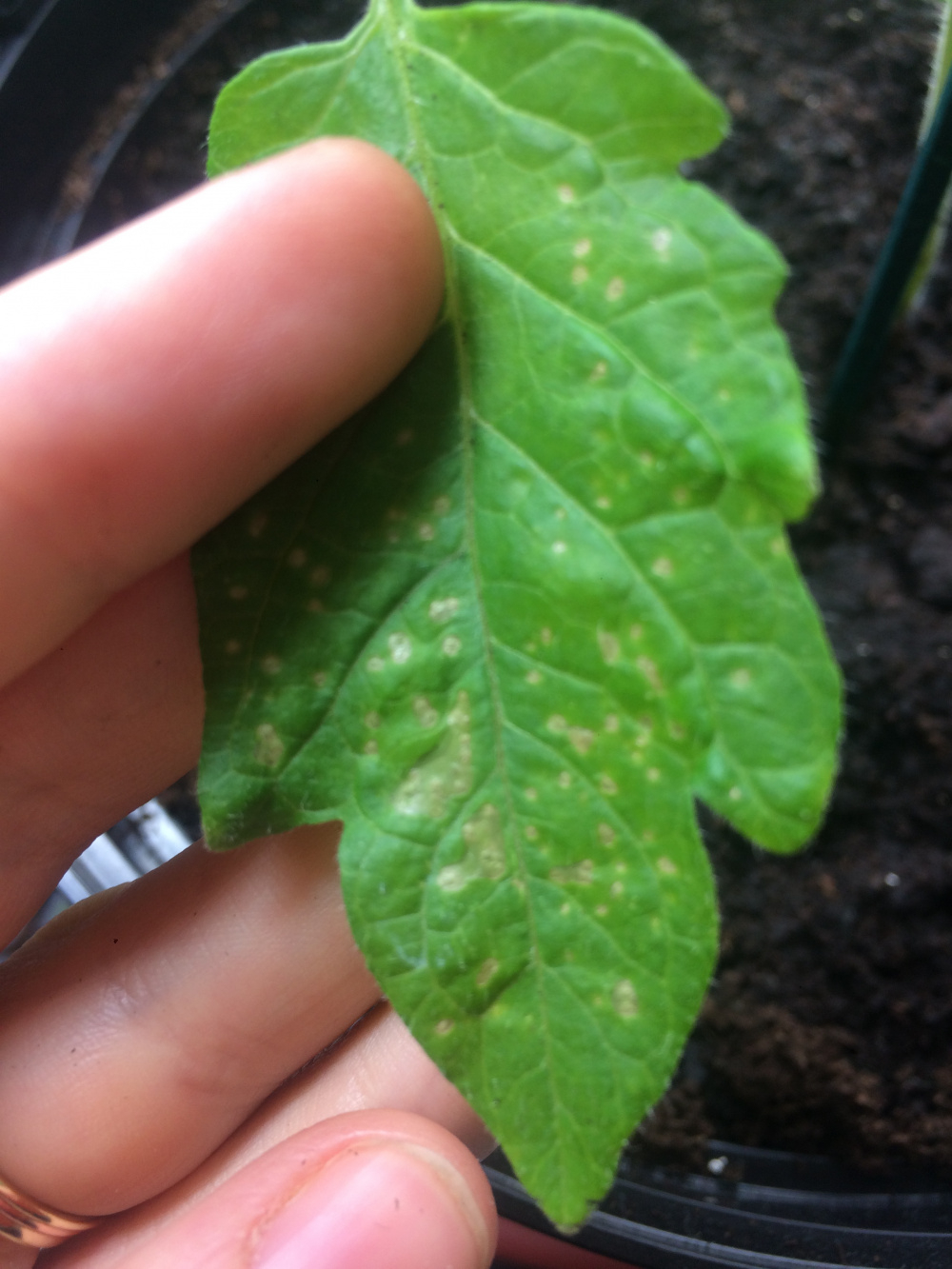 Tomato Plant Has Brown Spots On Leaves - the hobby