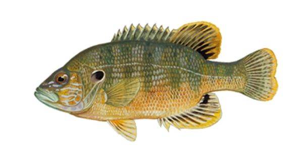 Green sunfish fishing in Connecticut River. Spots and analysis