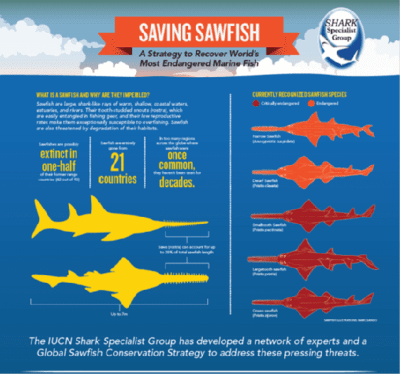 Meet Sawfish: A Family of Unique Rays that Need Conservation Attention ...