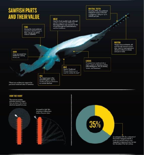 Meet Sawfish: A Family of Unique Rays that Need Conservation Attention ...