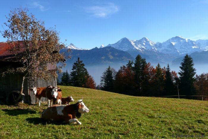 Authentic Swiss Autumn