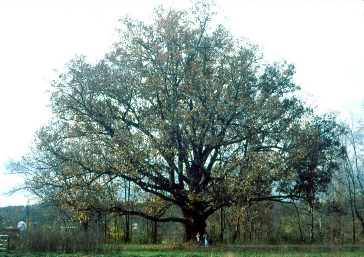 Interesting Facts About Oak Trees Owlcation