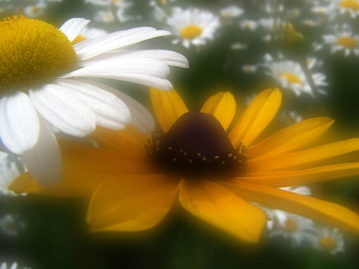 Daisy and Black Eyed Susan