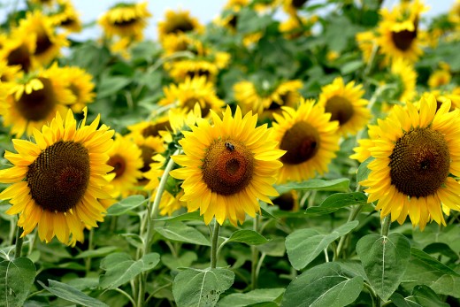 Sunflowers