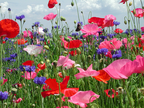 Poppies